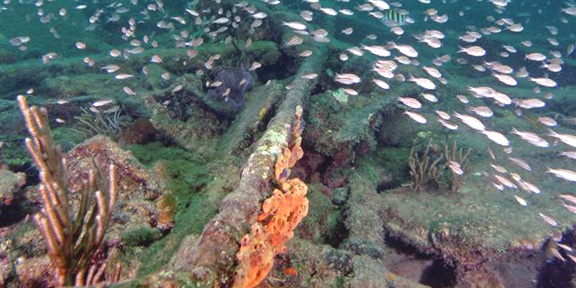 Dive With South Florida Diving Headquarters